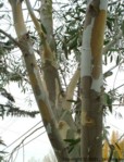 Eucalyptus pauciflora ssp. niphophila