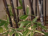 Phyllostachys nigra