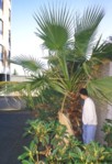 Washingtonia robusta