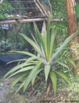 Cordyline indivisa
