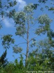 Eucalyptus glaucescens