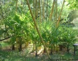 Trachycarpus fortunei and Phyllostachys vivax