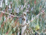 Eucalyptus dalrympleana