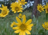 Balsamorrhiza sp.