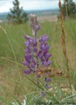 Lupinus sp.
