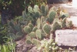 Opuntia sp.