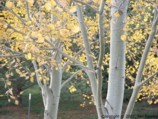 Poplar leaves