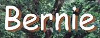 Bernie