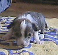 Chinese Crested, hairless 3 weekd old