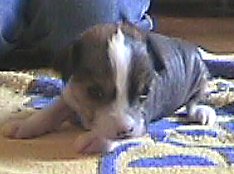 Chinese Crested, hairless 3 weekd old