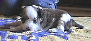 Powder Puff Girl, 3 weeks old