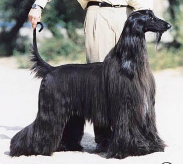 Afghan Hound, Wesley