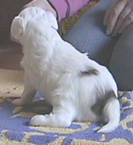 Chinese Crested Powder Puff male
