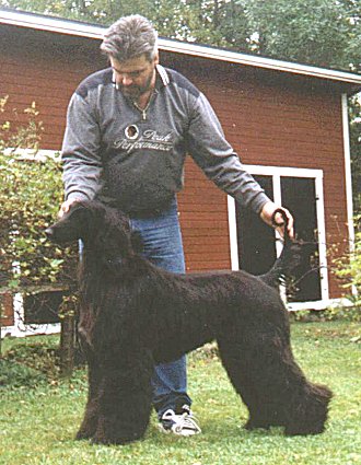 Elvis, Afghan Hound puppy in Sweden