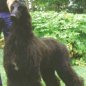 Elvis, Afghan Hound