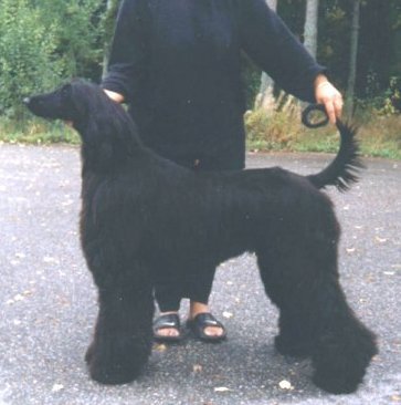 Elvis, Afghan Hound puppy, 11 months