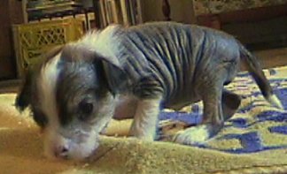 Chinese Crested, hairless 3 weekd old