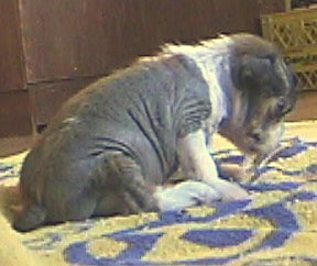 Chinese Crested, hairless 3 weekd old