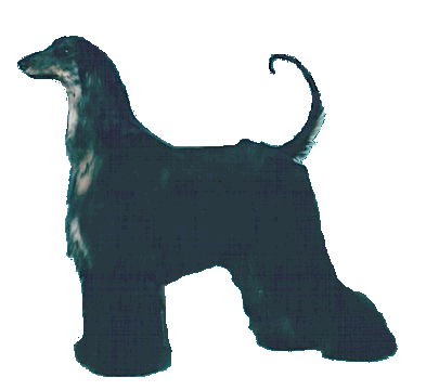 Afghan Hound
