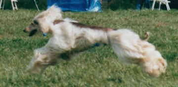 lure coursing Afghan Hound
