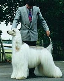 Afghan Hound, Bandit