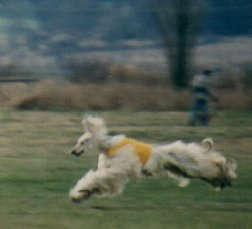 lure coursing Afghan Hound