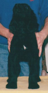 Afghan Hound puppy, Bird