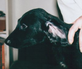 Afghan Hound puppy, Bird