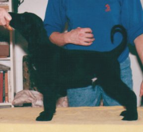 Afghan Hound puppy, Bird