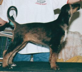 Afghan Hound puppy, Calista