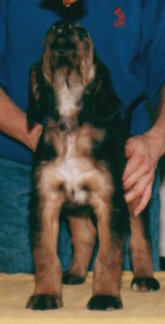 Afghan Hound puppy, Calista