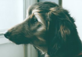 Afghan Hound puppy, Calista