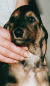 Afghan Hound puppy, Calista