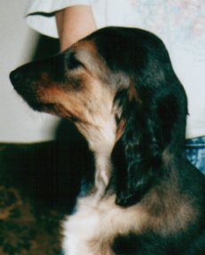 Afghan Hound puppy, Calista