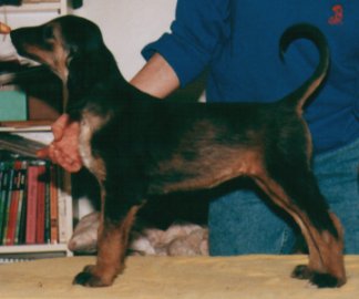 Afghan Hound puppy, Calista