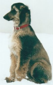 Afghan Hound puppy, Calista