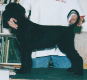 Afghan Hound puppy, ellis