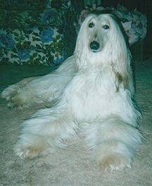 Afghan Hound Faleen