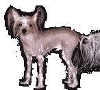 Chinese Crested, Harpo