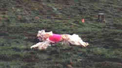 lure coursing Afghan Hound