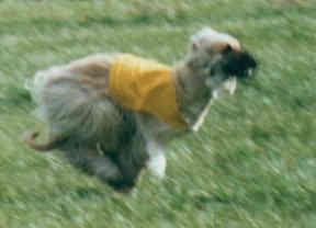 lure coursing Afghan Hound