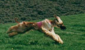 coursing, afghan hound