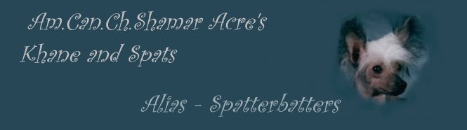 Am.Can.Ch.Shamar Acre's Khane and Spats the Chinese Crested-hairless