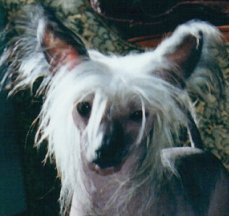 Chinese Crested