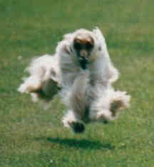 lure coursing Afghan Hound
