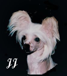 Chinese Crested Dog