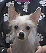 Hairless, Chinese Crested, Lizzie