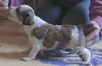 Powder Puff Girl, 3 weeks old