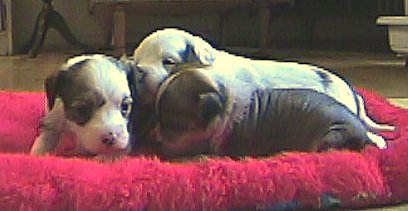 Chinese Crested puppies