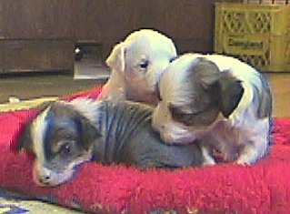 Chinese Crested puppies